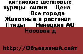 китайские шелковые курицы (силки) › Цена ­ 2 500 - Все города Животные и растения » Птицы   . Ненецкий АО,Носовая д.